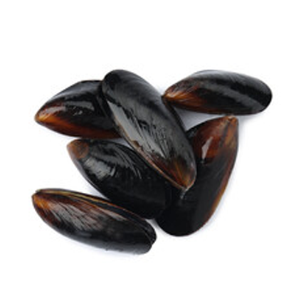 Mussels icon